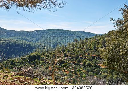 Forest Of Sataf West Of Jerusalem Israel. A Beautiful Area Of Hiking And Enjoying The Nature.