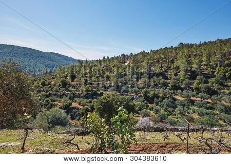 Forest Of Sataf West Of Jerusalem Israel. A Beautiful Area Of Hiking And Enjoying The Nature.