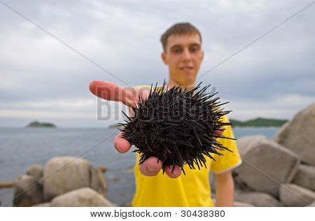 En una mano en el joven el erizo de mar.