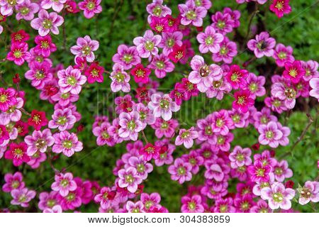 Saxifraga Arendsii Pink Flowers Background. Flowers And Succulents For Rock Gardens And Landscaping.