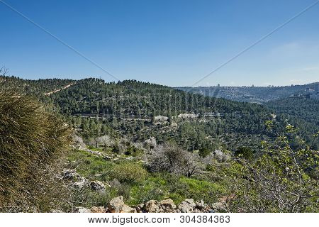 Forest Of Sataf West Of Jerusalem Israel. A Beautiful Area Of Hiking And Enjoying The Nature.