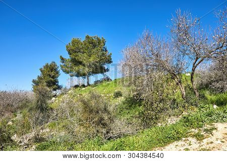 Forest Of Sataf West Of Jerusalem Israel. A Beautiful Area Of Hiking And Enjoying The Nature.