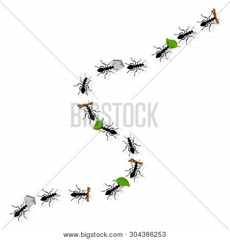 Ants Carry Leaves, Pebbles And Twigs On A White. The Form Of The Top.
