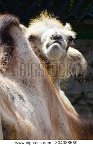 Portrait Of A Camel Camelus Dromedarius Hanging His Head In The Foothills Of The North Caucasus