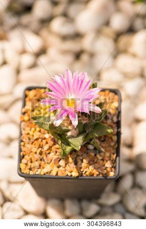 Ariocarpus Cactus With Pink Flower In Pot