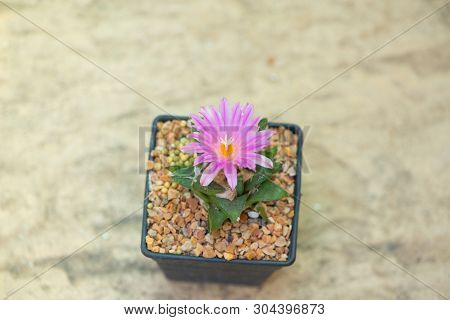 Ariocarpus Cactus With Pink Flower In Pot