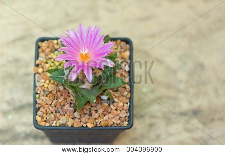 Ariocarpus Cactus With Pink Flower In Pot