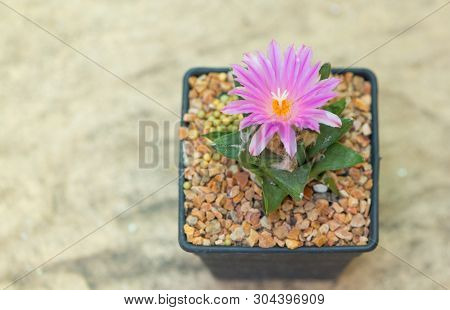 Ariocarpus Cactus With Pink Flower In Pot