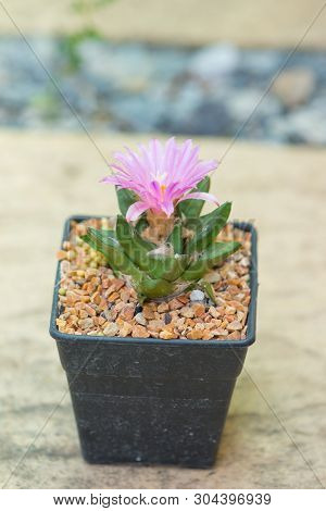 Ariocarpus Cactus With Pink Flower In Pot