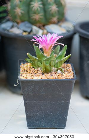 Ariocarpus Cactus With Pink Flower In Pot