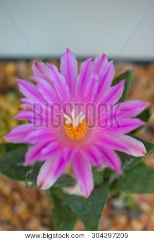 Ariocarpus Cactus With Pink Flower In Pot