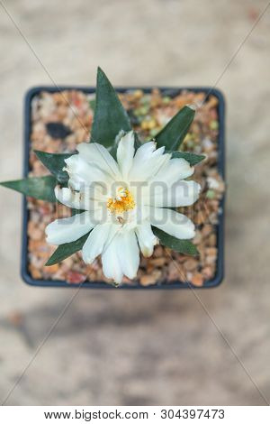 Ariocarpus Cactus With White Flower In Pot