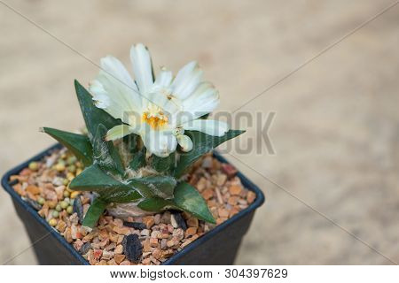 Ariocarpus Cactus With White Flower In Pot