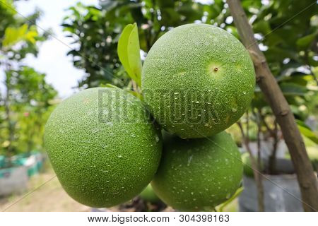 Pomelo, Ripening Fruits Of The Pomelo, Natural Citrus Fruit, Green Pomelo Hanging On Branch Of The T