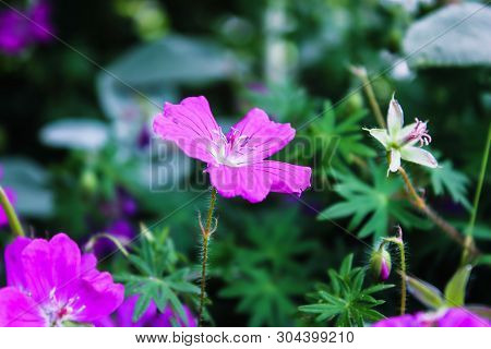 Blooming Flower Of Lilac Buttercup. Flower Close Up. Purple Color.
