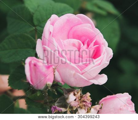 Blooming Bud Of A Pink Rose. Flower Closeup