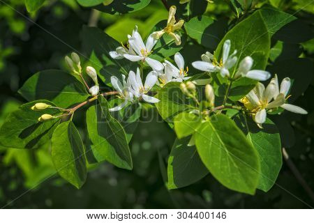 Frangula Alnus Flowering Bush, Blooming White Flower Close Up Detail, Dark Green Leaves Blurry Backg