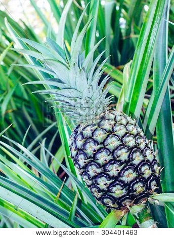 Pineapple Growing In Tropical Garden In Hawaii.