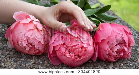 Pink Bloomed Peonies And Hand With Beautiful Manicure.