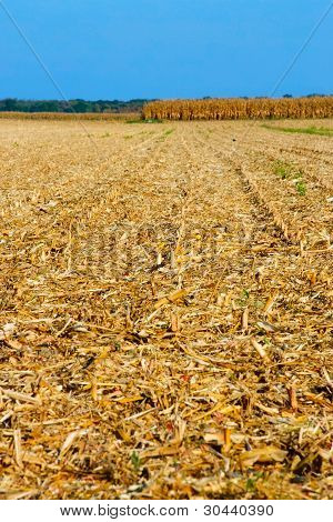 Corn Field