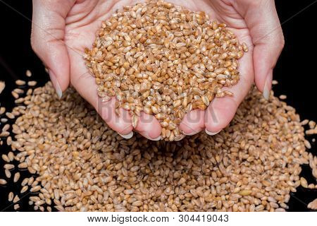 Women's Hands Holding Wheat Grains. Wheat Close-up. Wheat Grains On A Black Background. Durum Wheat.
