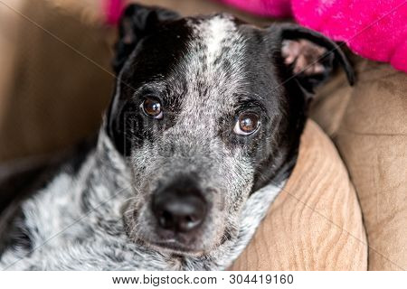 Mixed Breed Pit Bull Has Gentle Face And Adoration Showing In His Eyes.
