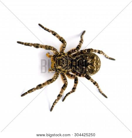 Photo Of Lycosa Singoriensis, Black Hair Tarantula Isolated On White Background