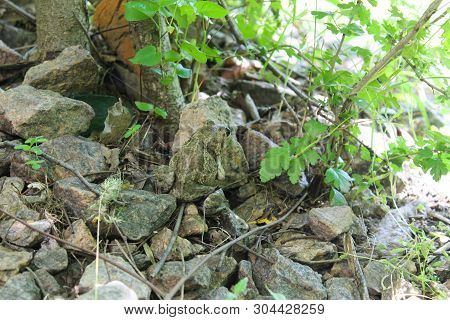 A Green Frog Sitting On A Stones