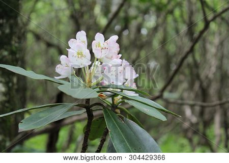 White Flowers Growing In A Wooded Area Along The Blue Ridge Parkway