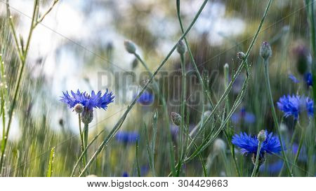 Beautiful Flowers Of A Wolf On A Green Meadow On A Warm Summer Day After The Rain.