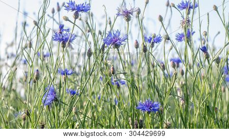 Beautiful Flowers Of A Wolf On A Green Meadow On A Warm Summer Day After The Rain.