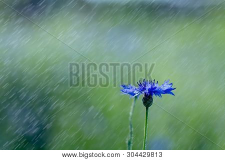 Beautiful Flowers Of A Wolf On A Green Meadow On A Warm Summer Day After The Rain.