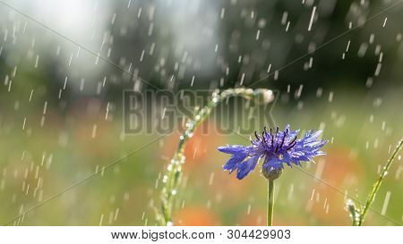 Beautiful Flowers Of A Wolf On A Green Meadow On A Warm Summer Day After The Rain.