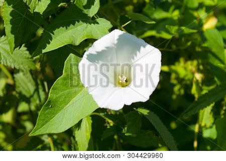 White Bindweed Flower On A Green Meadow