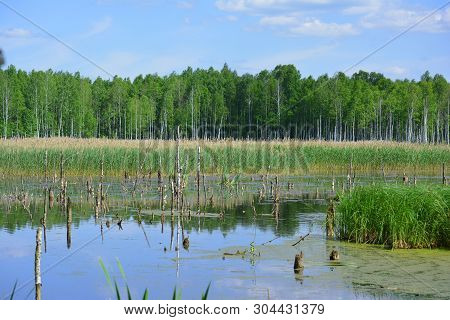 Wetlands In Belarus At Sunny Day With The Forest On Background.