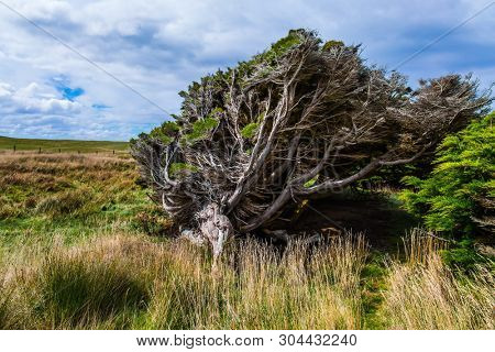 Frequent hurricane wind from Antarctica has formed a horizontal forest. Great trip to New Zealand. Scenic South Island on a cloudy windy day. The concept of exotic, active and photo tourism