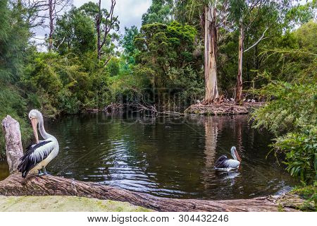 Large waterfowl Australian pelicans with a pink beak swim in a shallow pond. Australian park. Pelicans are looking for fresh fish. Ecotourism concept