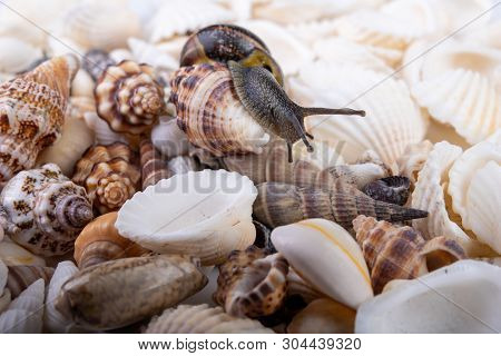 Live Snail And Empty Mushes Left On A Light Table. Snail In Search Of A New Home.