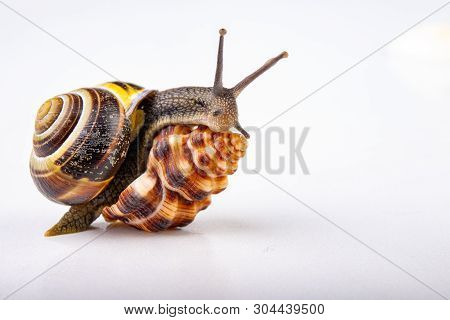 Live Snail And Empty Mushes Left On A Light Table. Snail In Search Of A New Home.
