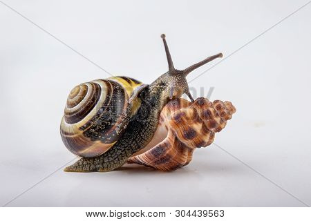 Live Snail And Empty Mushes Left On A Light Table. Snail In Search Of A New Home.