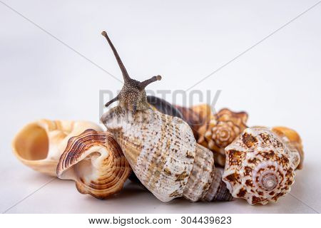 Live Snail And Empty Mushes Left On A Light Table. Snail In Search Of A New Home.