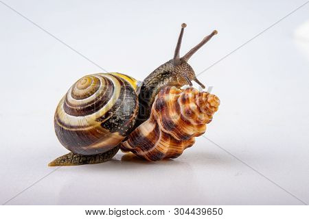 Live Snail And Empty Mushes Left On A Light Table. Snail In Search Of A New Home.