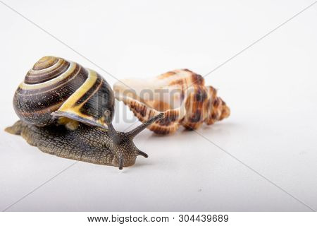 Live Snail And Empty Mushes Left On A Light Table. Snail In Search Of A New Home.