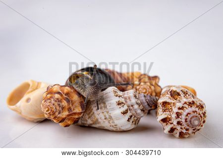 Live Snail And Empty Mushes Left On A Light Table. Snail In Search Of A New Home.