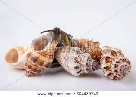 Live Snail And Empty Mushes Left On A Light Table. Snail In Search Of A New Home.