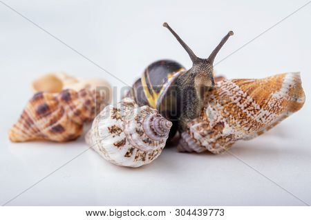 Live Snail And Empty Mushes Left On A Light Table. Snail In Search Of A New Home.
