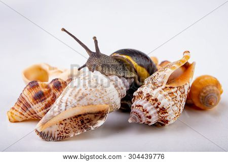 Live Snail And Empty Mushes Left On A Light Table. Snail In Search Of A New Home.