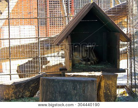 Coati Sleeping In A Cage In Zoo