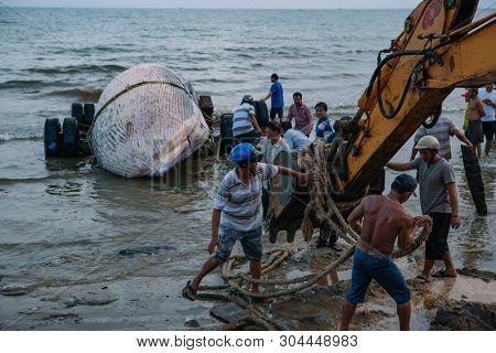 29 may 2019 MuiNe, Vietnam. Beached blue whale (scientific name: Balaenoptera musculus) was found deaded and pulled out by a crowd of people and escalator. Then buried by locals according to tradition