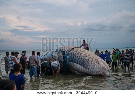 29 may 2019 MuiNe, Vietnam. Beached blue whale (scientific name: Balaenoptera musculus) was found deaded and pulled out by a crowd of people and escalator. Then buried by locals according to tradition